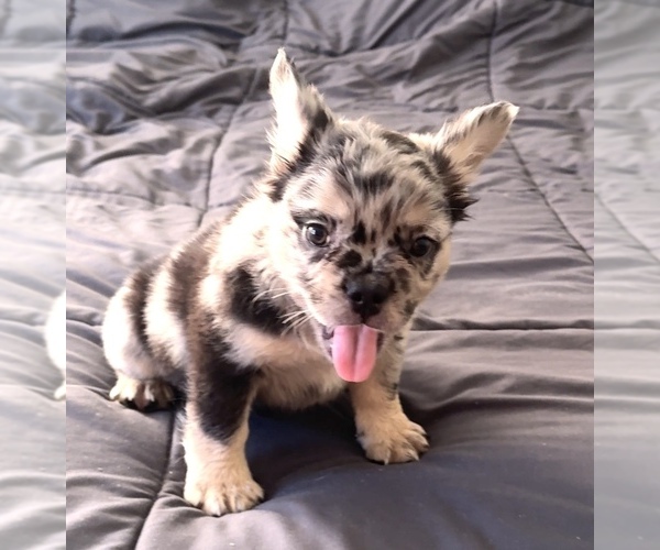Medium Photo #3 French Bulldog Puppy For Sale in PALMDALE, CA, USA