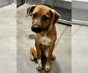 German Shepherd Dog-Unknown Mix Dogs for adoption in Forestville, MD, USA