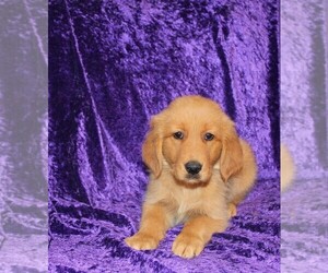 Golden Retriever Puppy for sale in BLOOMINGTON, IN, USA