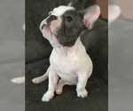 Small Photo #9 French Bulldog Puppy For Sale in BLUE MOUND, TX, USA