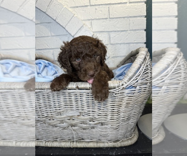 Medium Photo #1 Aussiedoodle Puppy For Sale in LA CRESCENT, MN, USA
