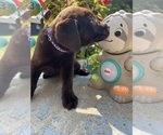 Small Photo #3 Labrador Retriever Puppy For Sale in NEOLA, WV, USA