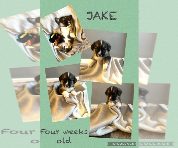 Medium Photo #6 Welsh Cardigan Corgi Puppy For Sale in CLARION, IA, USA