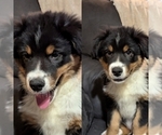 Puppy Puppy 3 Australian Shepherd