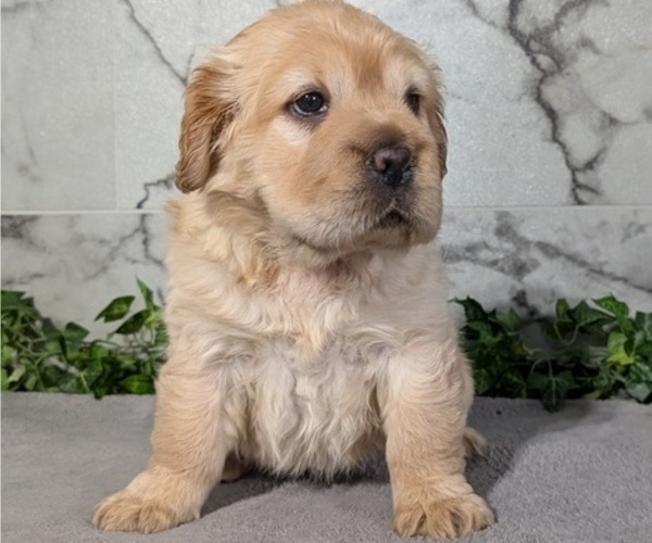 Medium Photo #48 Cocker-Pei Puppy For Sale in GOSHEN, IN, USA