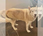 Small #3 Siberian Husky
