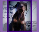 Small Photo #31 Doberman Pinscher Puppy For Sale in PORTLAND, OR, USA