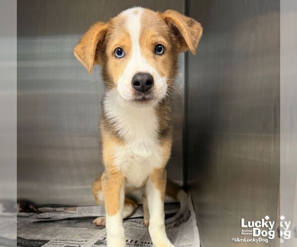 Medium Photo #2 Border-Aussie Puppy For Sale in Washington, DC, USA