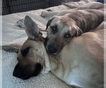 Small #8 Catahoula Leopard Dog-German Shepherd Dog Mix