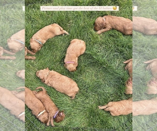 Medium Photo #10 Goldendoodle (Miniature) Puppy For Sale in FREDERICKSBG, OH, USA