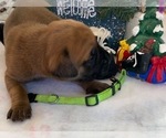 Small Photo #1 Mastiff Puppy For Sale in CANON CITY, CO, USA