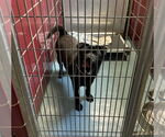 Small #3 Chow Chow-Labrador Retriever Mix