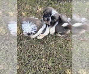 Shih Tzu Puppy for sale in RIVER HILLS, SC, USA