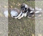 Small Shih Tzu