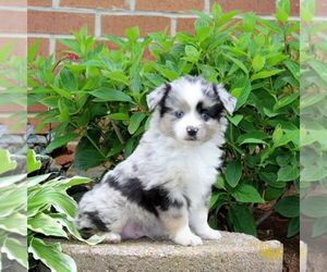 Miniature Australian Shepherd Puppy for sale in NEW PROVIDENCE, PA, USA