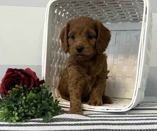 Medium Photo #1 Cavapoo Puppy For Sale in STANLEY, WI, USA