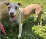 Small #2 American Pit Bull Terrier Mix
