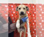 Small #4 Huskies  Mix