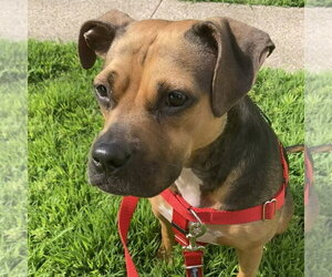Plum - Female Beagle-Unknown Mix Dog for Adoption - Photo #33