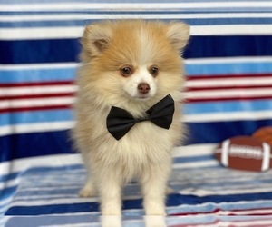 Pomeranian-Unknown Mix Puppy for sale in LANCASTER, PA, USA
