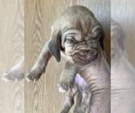 Red LM 8 - Male Bloodhound Puppy for Sale - Photo #2