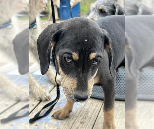 Medium Photo #1 Mutt Puppy For Sale in San Antonio, TX, USA