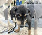Small Mutt
