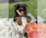 Small #9 Yorkshire Terrier