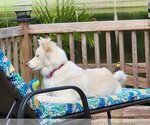 Small Photo #4 Collie-Huskies  Mix Puppy For Sale in Scottsboro, AL, USA