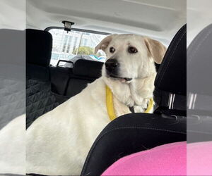 Akbash-Great Pyrenees Mix Dogs for adoption in Winston Salem, NC, USA