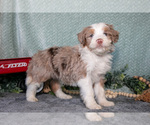 Small Photo #10 Bernedoodle (Miniature) Puppy For Sale in APPLE CREEK, OH, USA