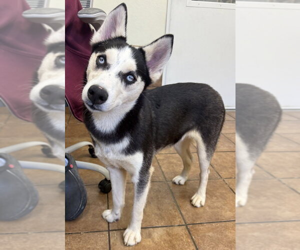 Medium Photo #3 Siberian Husky Puppy For Sale in Osgood, IN, USA