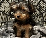Small Photo #22 Yorkshire Terrier Puppy For Sale in SACRAMENTO, CA, USA