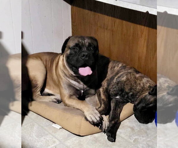Medium Photo #2 Bullmastiff Puppy For Sale in Goodyear, AZ, USA