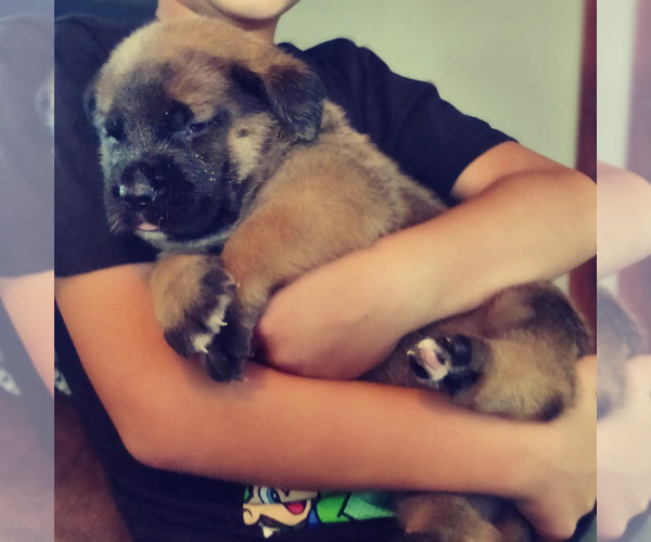 Medium Photo #3 Mastiff Puppy For Sale in ALVIN, TX, USA