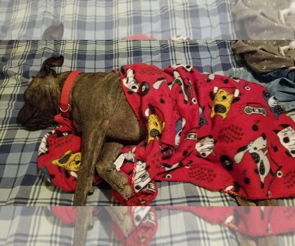 Medium Photo #2 Bulloxer Puppy For Sale in Pena Blanca, NM, USA