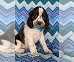 Small Photo #3 English Springer Spaniel Puppy For Sale in LANCASTER, PA, USA