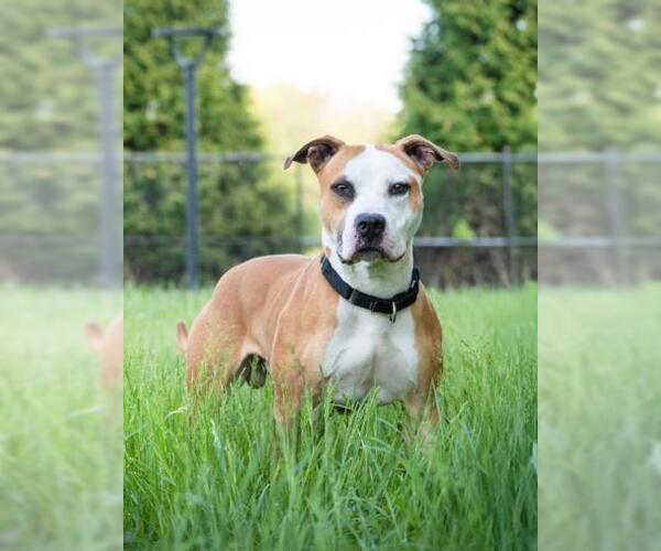 Medium Photo #2 American Pit Bull Terrier-Unknown Mix Puppy For Sale in Derwood, MD, USA