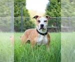 Small #1 American Pit Bull Terrier Mix