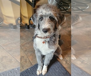 Aussiedoodle Puppy for sale in BARNESVILLE, MN, USA