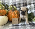 Puppy Tucker Puggle