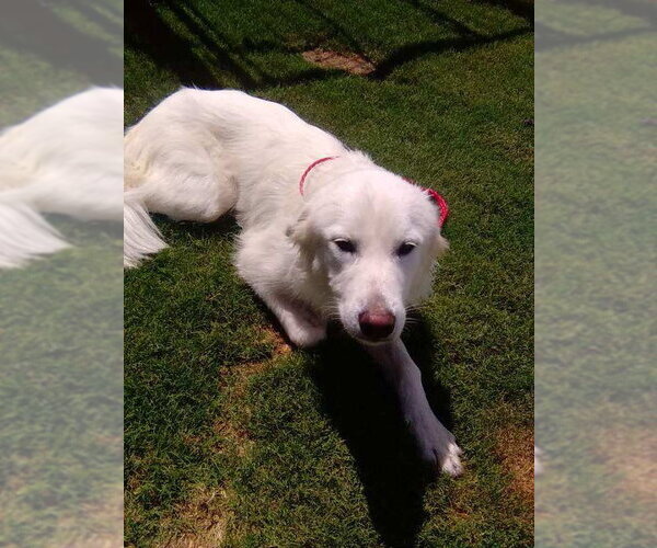 Medium Photo #5 Great Pyrenees Puppy For Sale in Spring, TX, USA