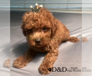 Poodle (Toy) Puppy for sale in RIPLEY, MS, USA