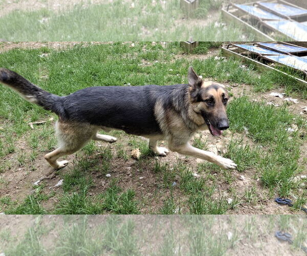 Medium Photo #12 German Shepherd Dog Puppy For Sale in Sebec, ME, USA