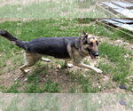 Small #11 German Shepherd Dog
