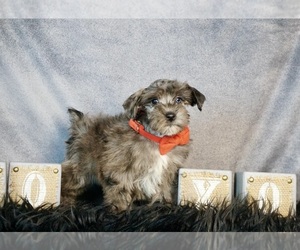 Schnauzer (Miniature) Dog for Adoption in WARSAW, Indiana USA