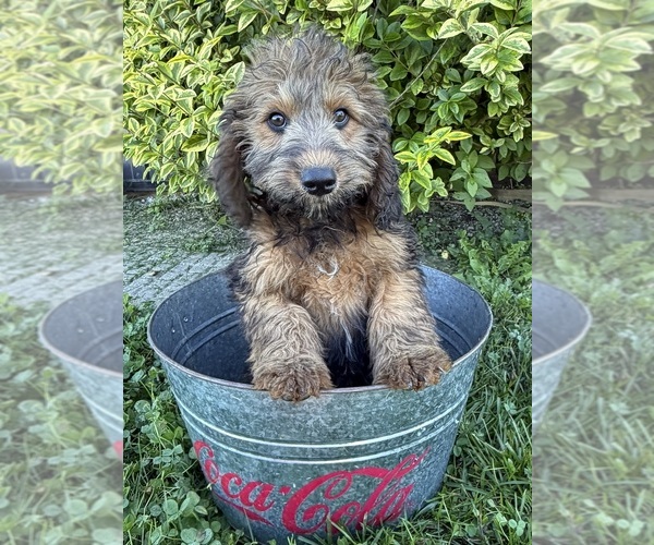 Medium Photo #3 Whoodle (Miniature) Puppy For Sale in MIDDLEBURY, IN, USA