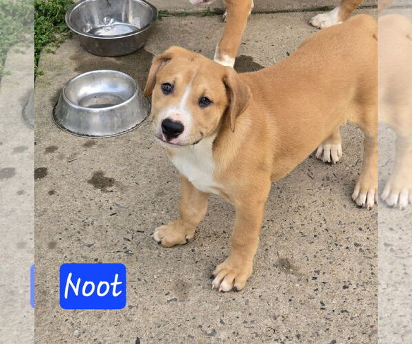 Medium Photo #8 Labrador Retriever-Unknown Mix Puppy For Sale in Alexander, AR, USA