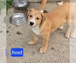 Small #7 Labrador Retriever Mix