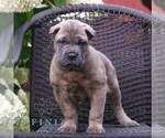 Small #3 Cane Corso